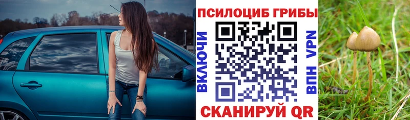 Галлюциногенные грибы Psilocybe  Белёв 